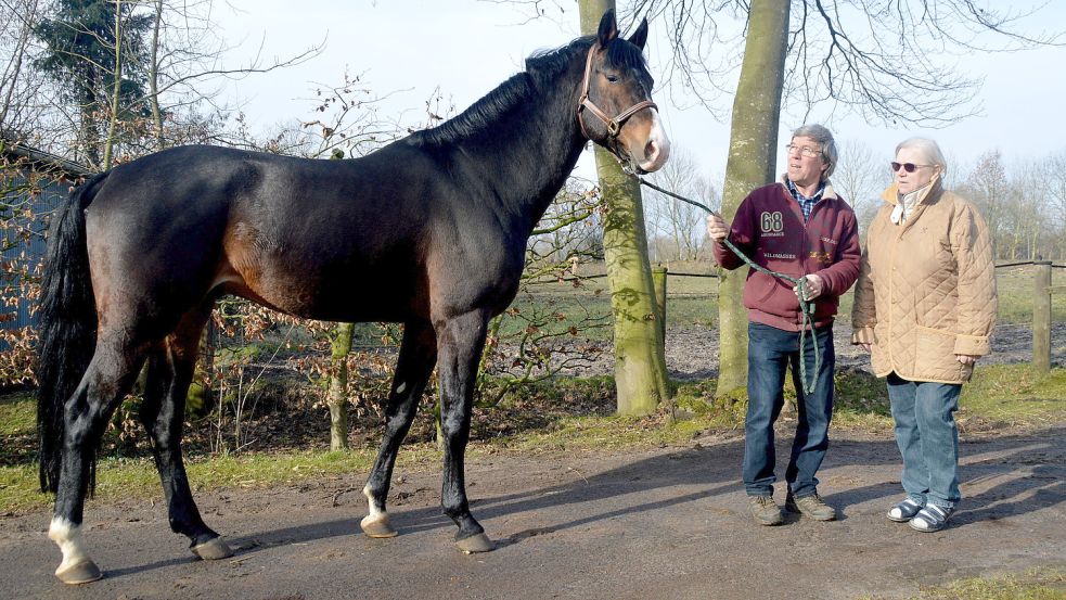 Kehrt nach Filsum zurück: Figari, der bewährte Sportpferdevererber, mit den Hengsthaltern Poppe Mäcken und Hiltrud Meyer-Mäcken. Foto: Gerd-D. Gauger
