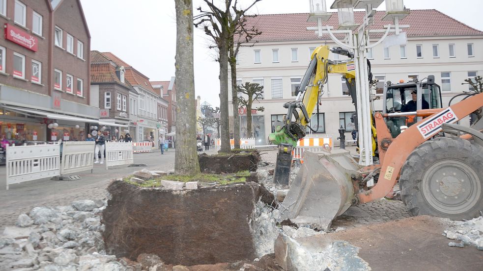 Die Linden am Marktplatz in Aurich wurden am Donnerstag aus der Erde gehoben. Foto: Franziska Otto