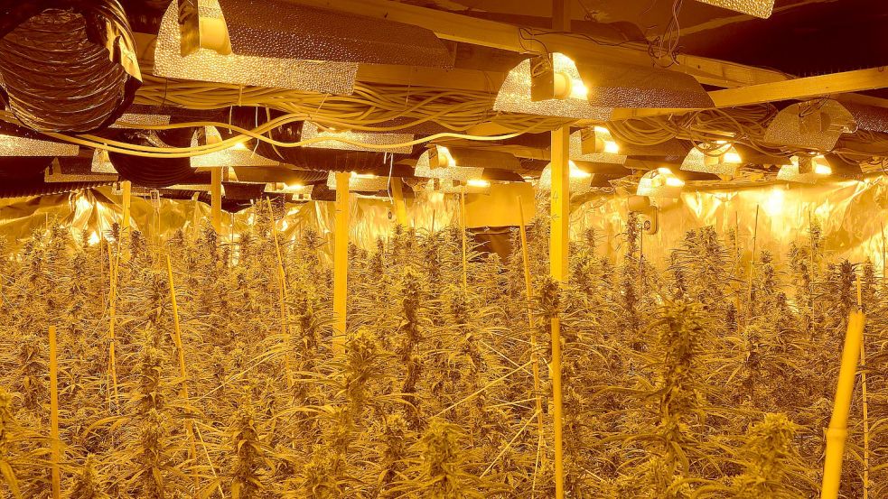 In einem früheren Wiesmoorer Autohaus hat die Polizei Ende Mai eine illegale Cannabisplantage hochgenommen. Foto: Polizei Aurich/Wittmund