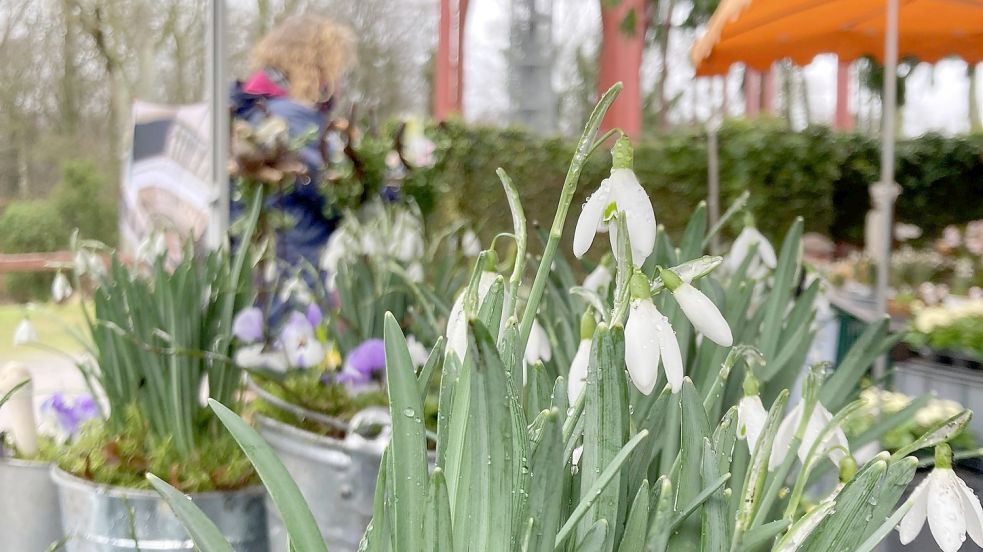 Das Schneeglöckchen ist der Star des gleichnamigen Pflanzen- und Kunsthandwerkermarktes an der Klosterstätte Ihlow. Foto: Udo Hippen