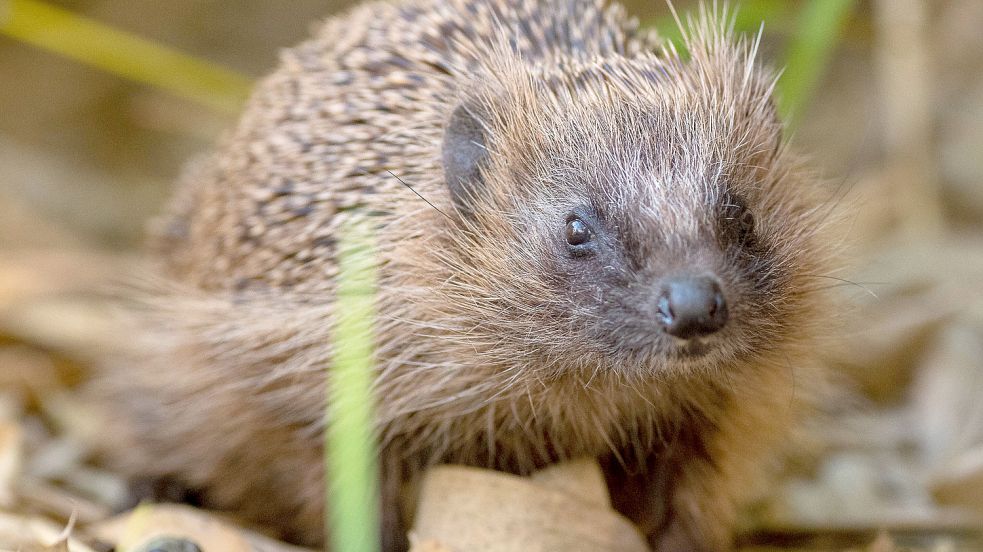 Dänische Forscher wollten mehr über den Europäischen Igel (Erinaceus europaeus) herausfinden. Foto: IMAGO IMAGES/Eibner-Presse