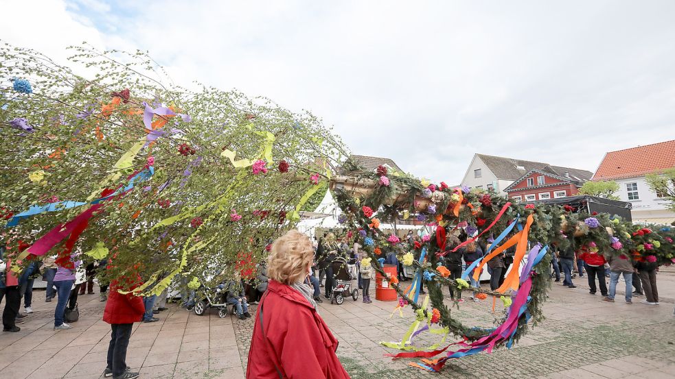 Der Auricher Maibaum liegt geschmückt auf dem Auricher Marktplatz. Foto: Romuald Banik