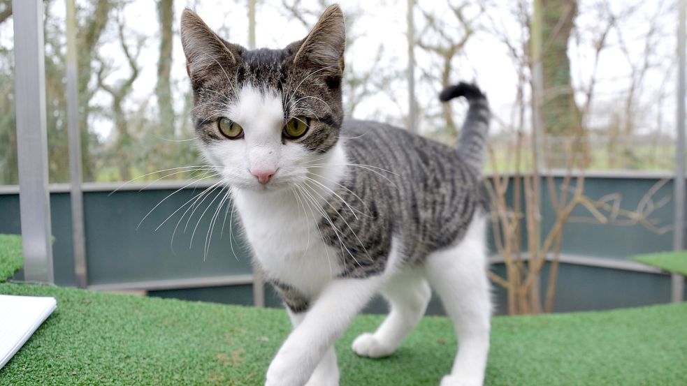 Kater „Scratch“ ist Fremden gegenüber aufgeschlossen. Foto: Franziska Otto