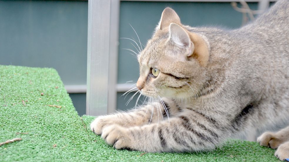 Kater „Trevor“ balanciert im Freigehege auf einer Plattform. Foto: Franziska Otto