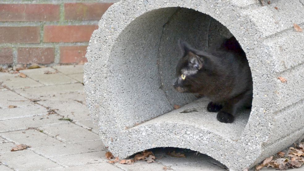 Im Freigehege haben die Katzen allerlei Möglichkeiten, sich zu verstecken. Foto: Franziska Otto