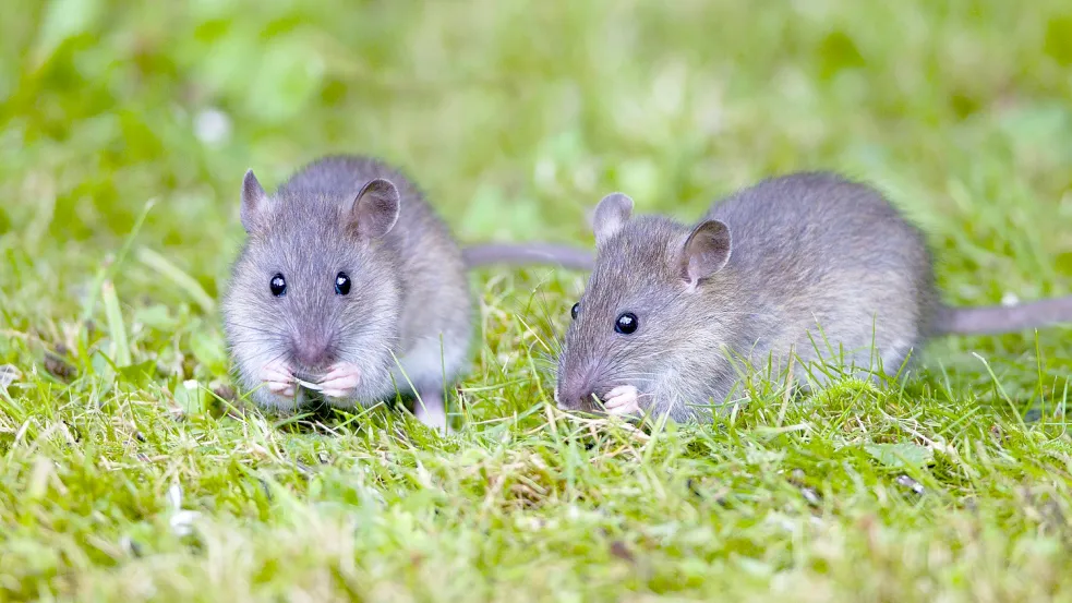 Wanderratten breiten sich immer mehr an der Nordsee aus. Foto: www.imago-images.de