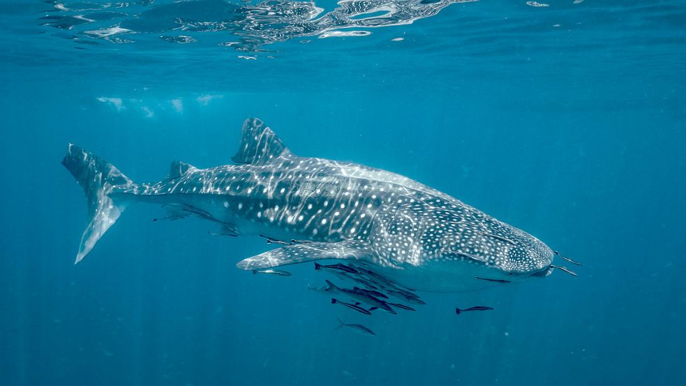 Ein Walhai in Thailand. Foto: Imago Images/Cavan Images