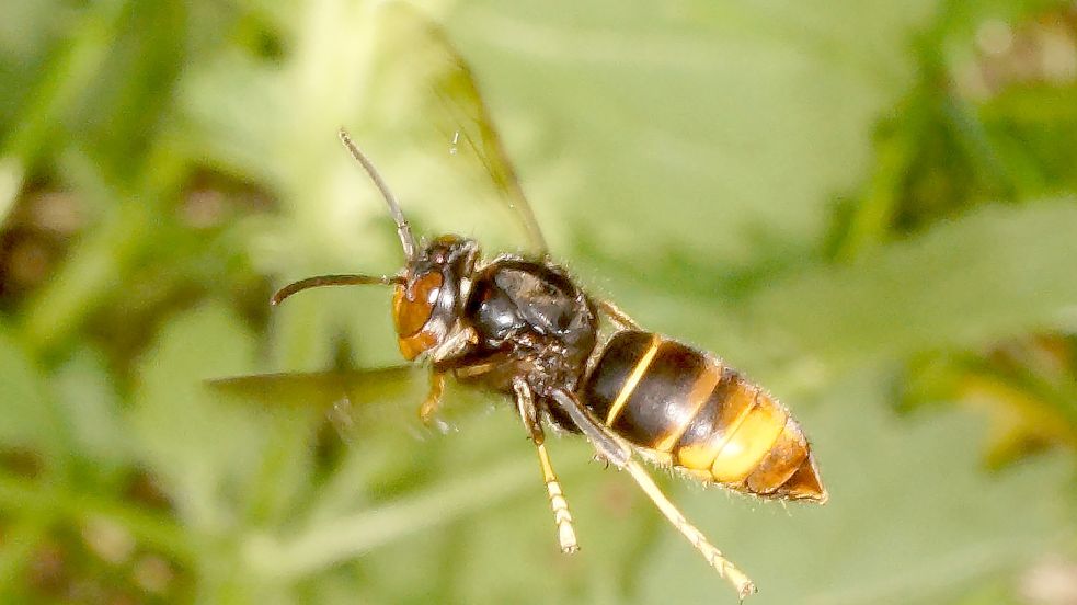 Auf dem Vormarsch: Die Asiatische Hornisse. Foto: dpa/Bayerische Landesanstalt für Weinbau und Gartenbau