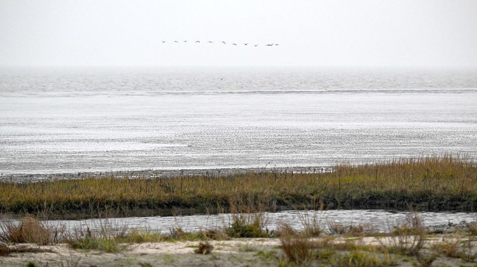 Vögel fliegen über das Watt vor dem Strand von Dangast. Foto: Sina Schuldt/dpa