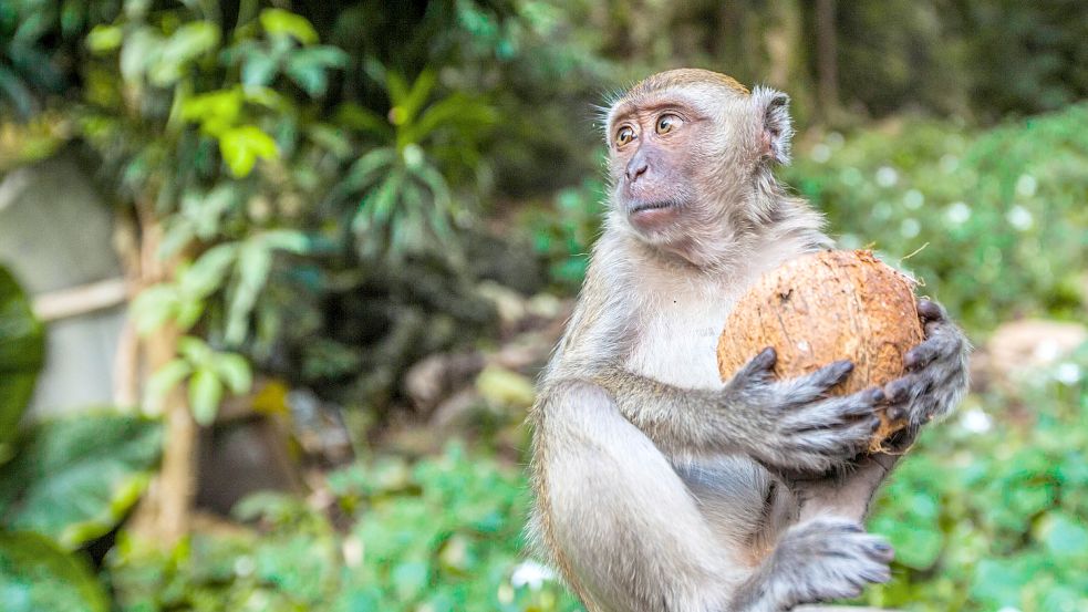 Die Tierrechtsorganisation Peta wirft thailändischen Kokosnuss-Landwirten vor, Affen für die Ernte zu missbrauchen. Foto: imago images/YAY Images