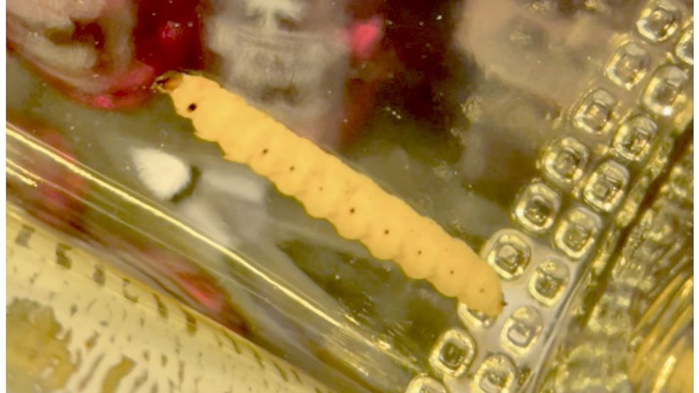 Ein Wurm in einer Flasche „Reposado“ Mezcal. Foto: Akito Y. Kawahara/dpa