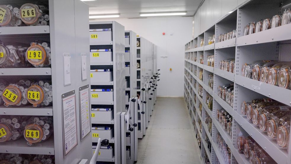 In den Saatgutkammern der Millennium Seed Bank in West Sussex lagern mehr als 2,4 Milliarden Pflanzensamen. Foto: Jim Holden Rbg Kew/PA Media/dpa