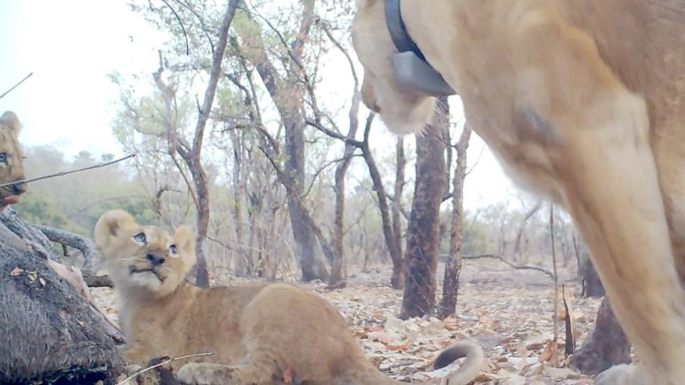 Eine Löwenmama mit ihren Babys. Foto: -/Panthera/DPN/Everatt/dpa