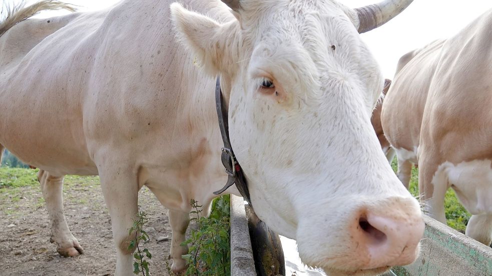 Eine Kuh trinkt aus einem Wassertrog. In der Schweiz ist erstmals seit Jahren ein Fall der Tierseuche Rinderwahnsinn (BSE) bei einer Kuh entdeckt worden. (Symbolbild) Foto: Christiane Oelrich/dpa
