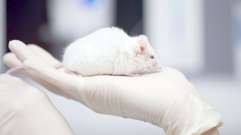 In Japan haben Forscher überlebensfähige Mäuse Ein weiße Maus im Labor: mit zwei biologischen Vätern erzeugt. Foto: Friso Gentsch/dpa
