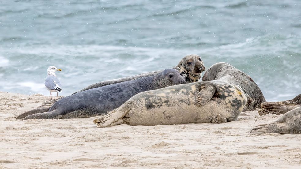 Kegelrobben auf Monomoy Island im US-Bundesstaat Massachusetts. Die Vogelgrippe tötet in den USA Hunderte Robben. Foto: Milton Levin/Permit # NMFS 21719-01/Tufts/dpa