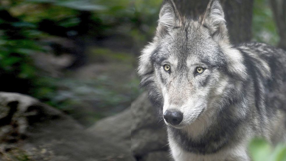 In Ihlow herrscht derzeit große Verunsicherung, weil dort ein Wolf gesichtet worden sein soll. Foto: Pixabay