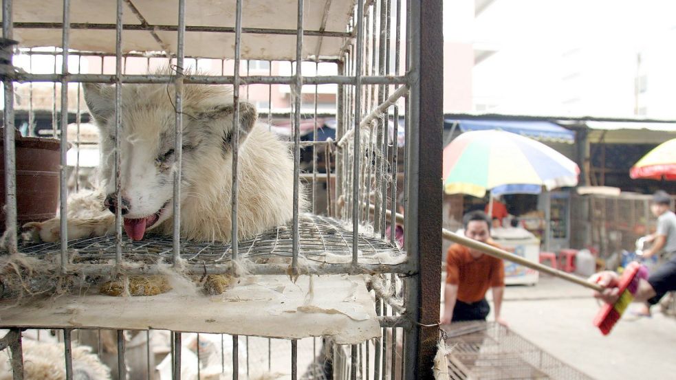 Marderhunde liegen in engen Käfigen auf dem Xin-Yuan-Markt in Guangzhou. Gelangte das Corona-Virus von ihnen aus zum Menschen? Foto: Paul Hilton/epa/dpa