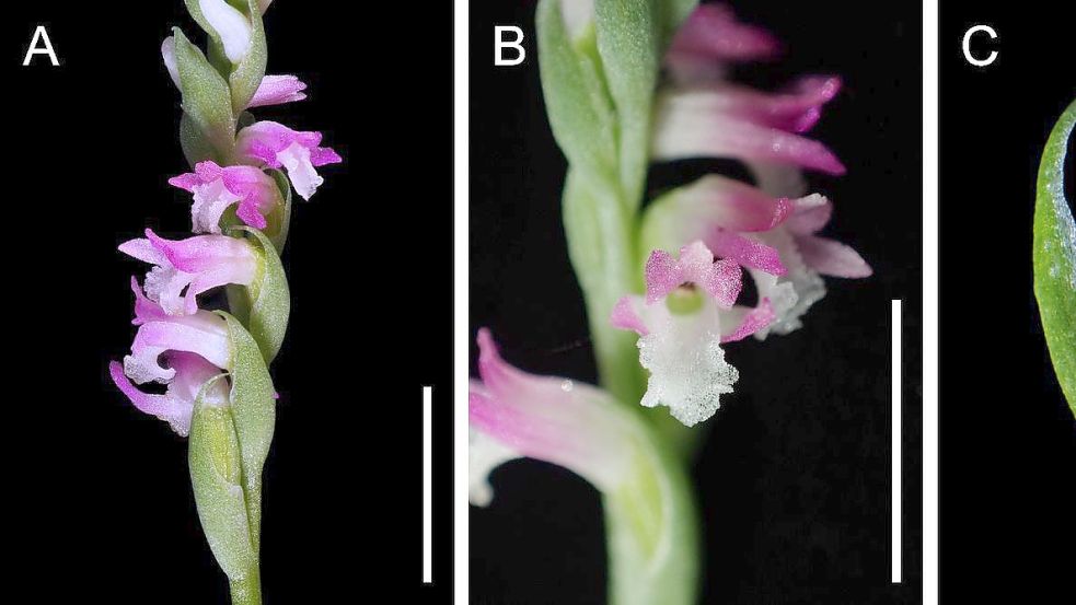 Wissenschaftler zeigen sich begeistert von „Spiranthes hachijoensis“: Mit ihren rosafarbenen Blütenblättern gleiche die neue Orchideen-Art künstlerischen „Glasarbeiten“. Foto: Masayuki Ishibashi/Kenji Suetsugu/dpa