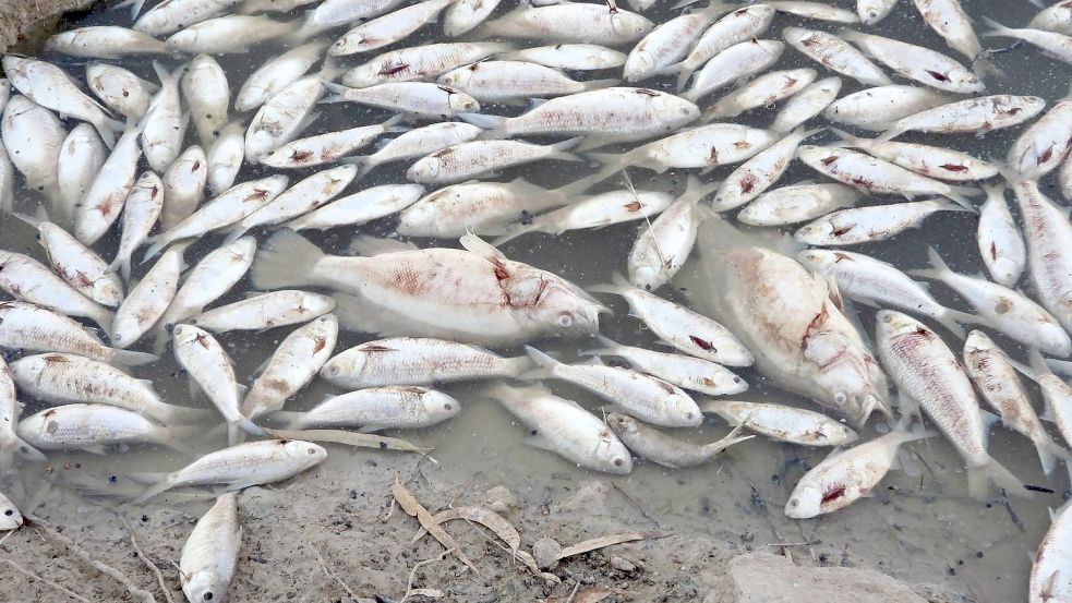 Dem Ministerium für Primärindustrie zufolge ist der Tod der Fische wahrscheinlich auf eine Kombination aus der Hitze und dem niedrigen Sauerstoffgehalt durch die zurückgehenden Überschwemmungen zurückzuführen. Foto: ---/GEOFFREY LOONEY/AAP/dpa