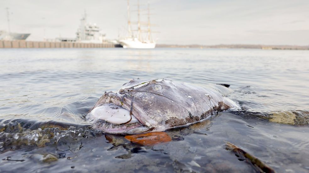 Nicht in seinem natürlichen Habitat: Ein toter Seeteufel liegt am Ufer in der Nähe des Segelschulschiffs „Gorch Fock“. Foto: Frank Molter/dpa