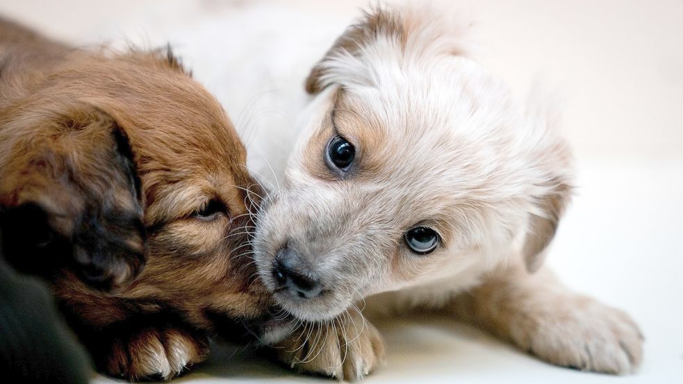 Die Polizei hält den Trend, Tiere im Internet zu bestellen, für fragwürdig. Oft ist damit Tierleid verbunden. Foto: DPA