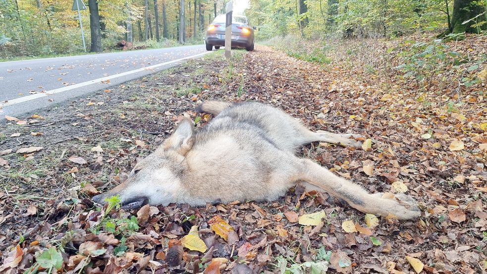 Die Haupttodesursache bei Wölfen sind Verkehrsunfälle. Dieser Unfall ereignete sich im Oktober 2022 an einer Landstraße im Landkreis Osnabrück. Foto: Nord-West-Media TV/dpa