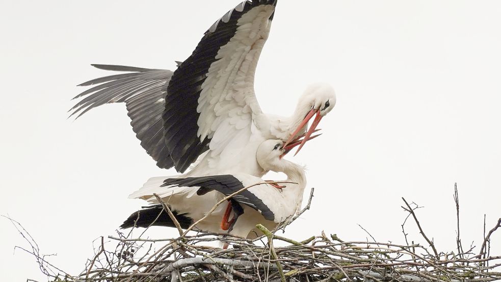 Drei Storchenpaare sind zurück in der Region - wobei eines gar nicht weg war. Foto: Helmut Vortanz