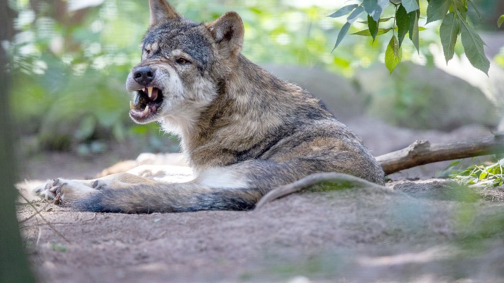 Die Ausbreitung von Wölfen spaltet die Gemüter. Foto: DPA