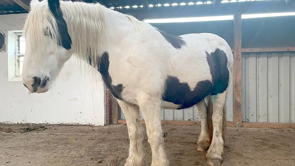 Dieses Kaltblut wurde in Longewehr durch Bisse schwer verletzt. Foto: Larissa Glass