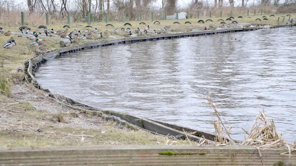 Auf dem Weg zur Hundewiese sind die Schäden an den Spundwänden am Großen Meer kaum zu übersehen. Foto: Franziska Otto