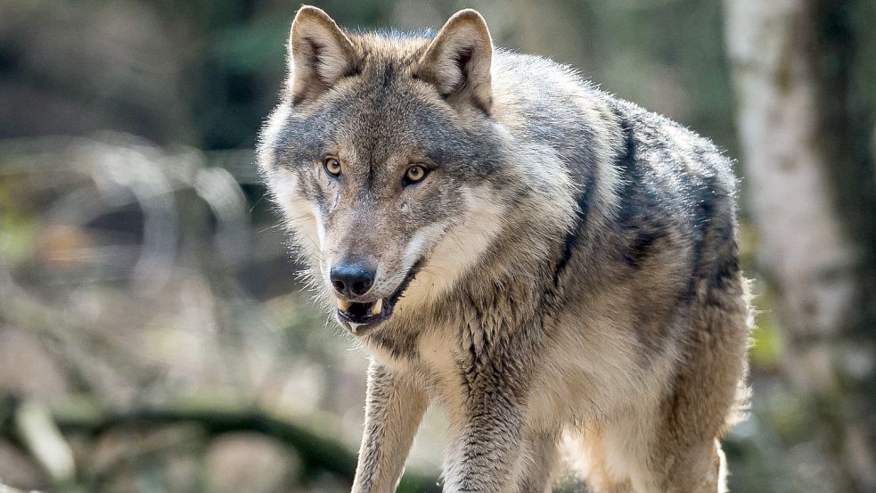 Dreimal sollen Wölfe an diesem Wochenende auf der ostfriesischen Halbinsel in Nutztierbeständen zugeschlagen haben. Foto: DPA