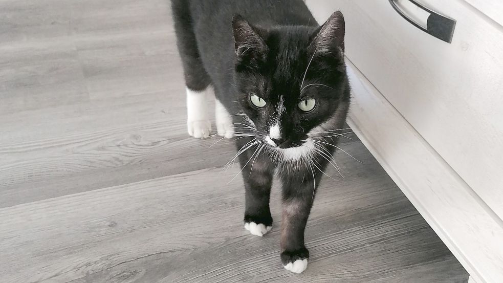 Kater Murphy aus Leezdorf hat sich gut erholt. Foto: privat