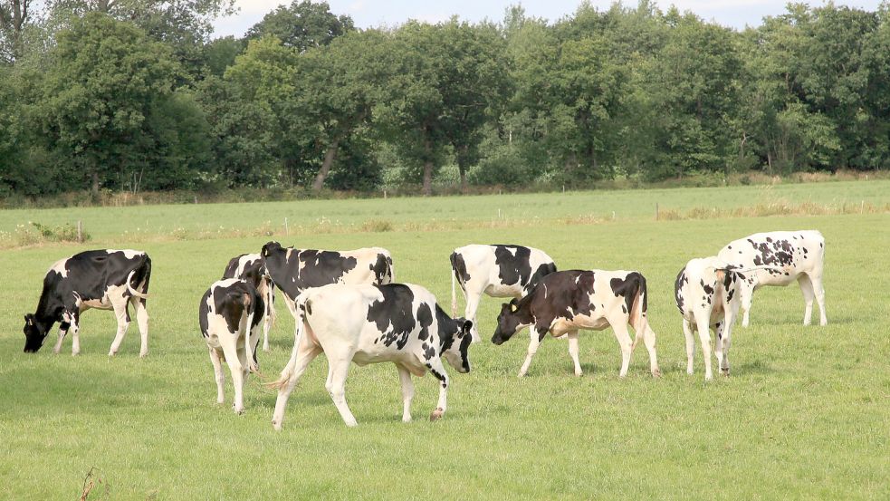 Ostfriesland steht kurz vor der neuen Weidesaison. Doch vielen Landwirten ist beim Gedanken an Wölfe in der Gegend mulmig. Foto: Romuald Banik