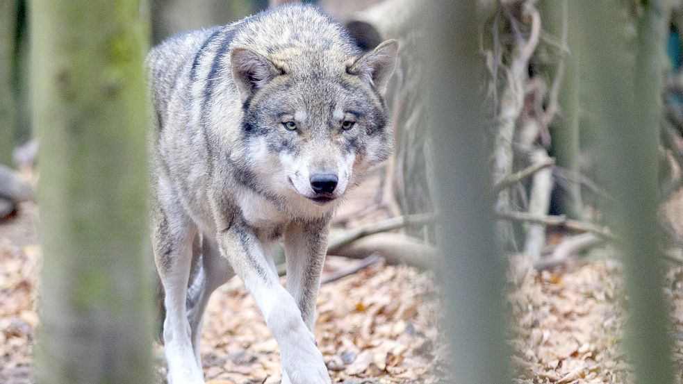 Ein Wolf streift im Tierpark Hexentanzplatz durch sein Freigehege. Foto: DPA