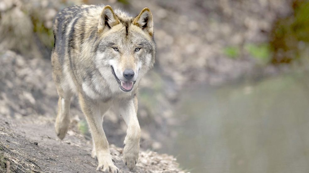 Ein Wolf läuft durch sein Gehege im Tierpark.Foto: DPA