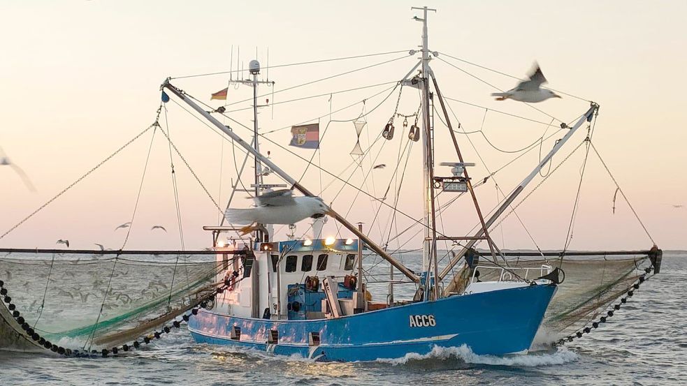 Der Krabbenkutter „Irmgard Marie“ aus Accumersiel ist mit Fischer René Gregor Janßen mit Schleppnetzen auf der Suche nach Krabben. Foto: Privat