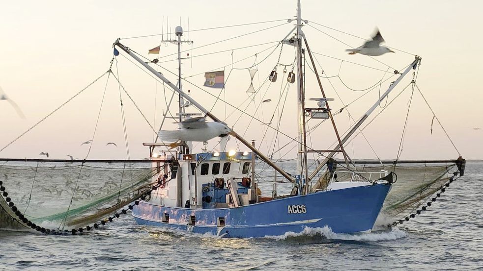 Der Krabbenkutter „Irmgard Marie“ aus Accumersiel ist mit Fischer René Gregor Janßen mit Schleppnetzen auf der Suche nach Krabben. Foto: Privat