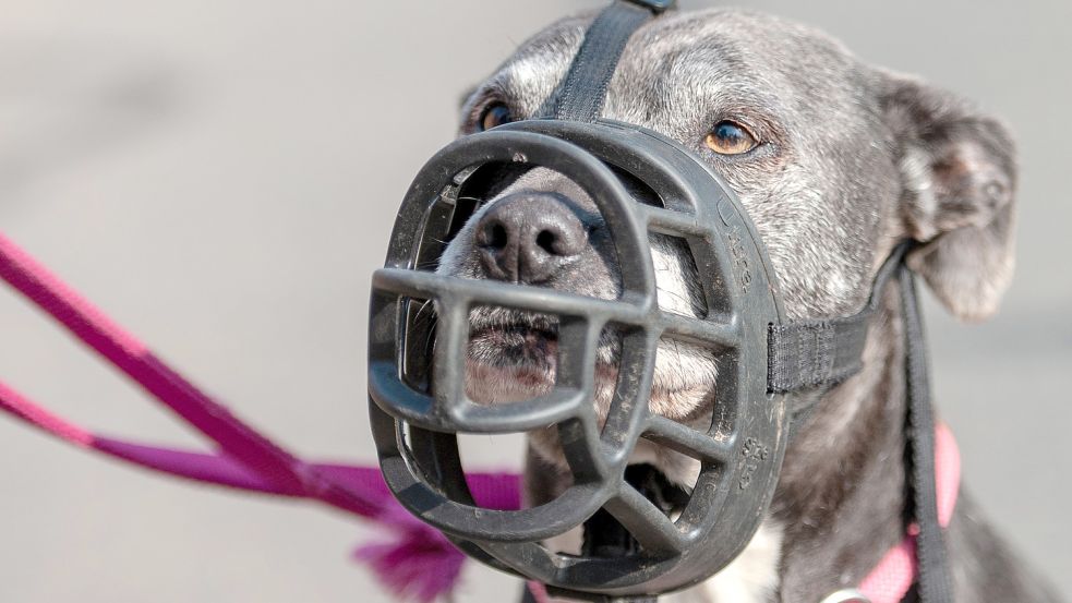 „Gefährliche“ Hunde müssen in Niedersachsen einen Maulkorb tragen. Die Polizei geht davon aus, dass das auch für den Hund auf Norderney gilt. Symbolfoto: Schulze/dpa