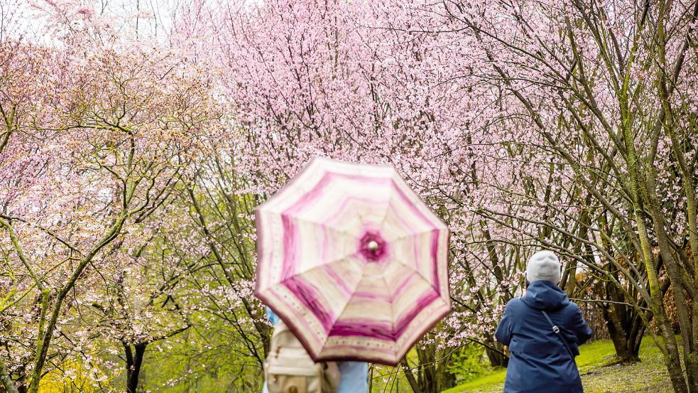 Die ersten Sonnenstunden im April kündigen nicht nur den Frühling an, sondern für viele Allergiker auch den Start in die Heuschnupfen-Saison. Foto: dpa/Christoph Soeder