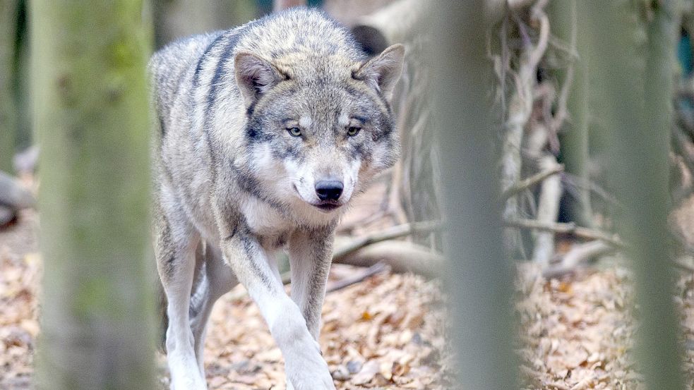 Ein Wolf streift umher. Foto: DPA
