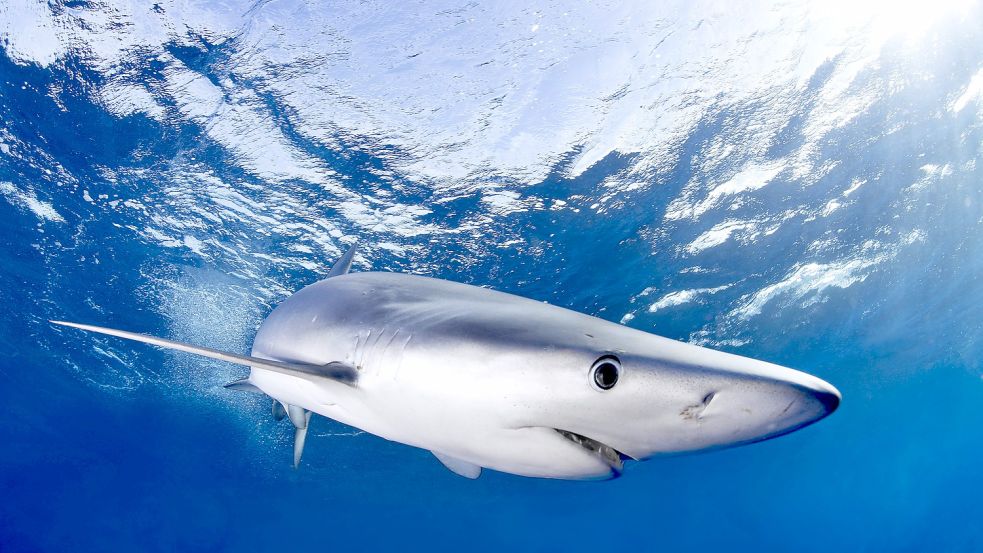 Gehören zu den gefährlicheren Haiarten: Blauhaie. Foto: imago images/imagebroker