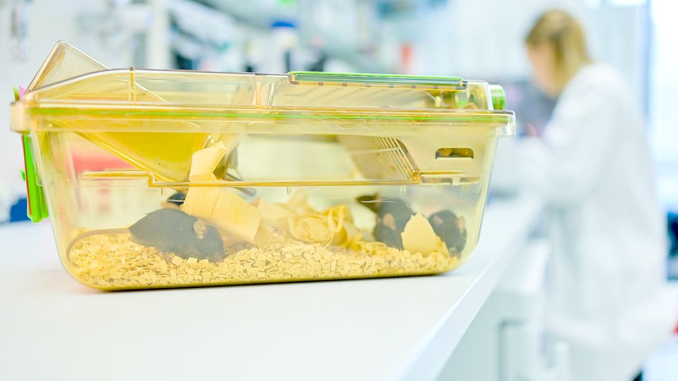 Ein geschlossener Behälter mit Mäusen steht in einem Labor des Deutschen Krebsforschungszentrums. Ein großer Teil der Tierversuche in Deutschland dient der Erforschung von Krebs. Foto: dpa/Uwe Anspach