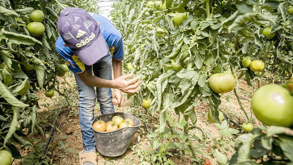 In der südspanischen Provinz Almería werden in Plastikgewächshäusern Tomaten und anderes Gemüse angebaut – unter menschenunwürdigen Bedingungen für die Arbeiter. Foto: imago-images/VWPics