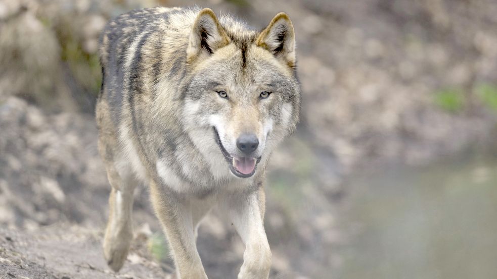 Der Wolf sorgt weiter für viele Diskussionen. Foto: DPA