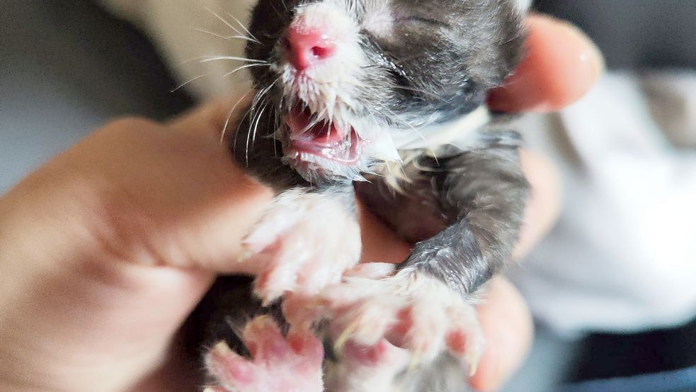 Diese Babykatze ist eine von den sieben Kitten, die in Delmenhorst ausgesetzt wurden. Kurze Zeit später starb das junge Tier. Foto: Jana Güler