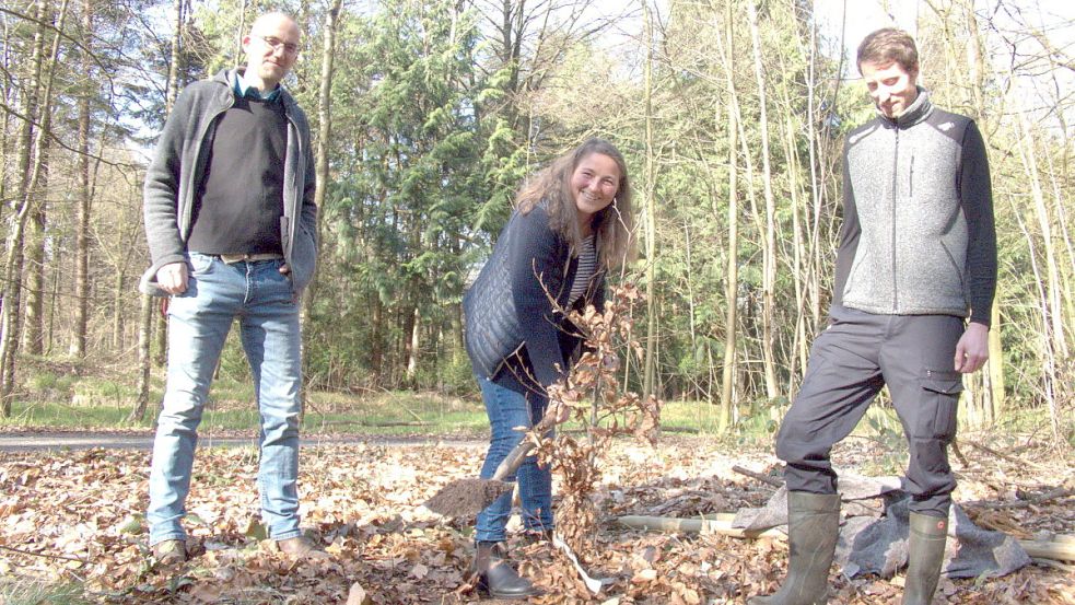 Uwe Mestemacher, Amtsleiter Forstamt Neuenburg, Dorothea Buchholz Naturschutzbehörde des Landkreis Aurich und Phillip Hahn, Revierförster Försterei Meerhusen, pflanzen einen Baum. Foto: Landesforsten