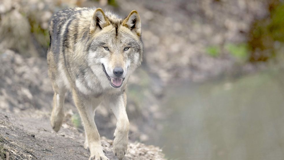 Der Protest gegen die Ausbreitung von Wölfen in der Kulturlandschaft – hier ein Wolf in einem Tierparkgehege – bekommt weitere Mitstreiter. Foto: DPA