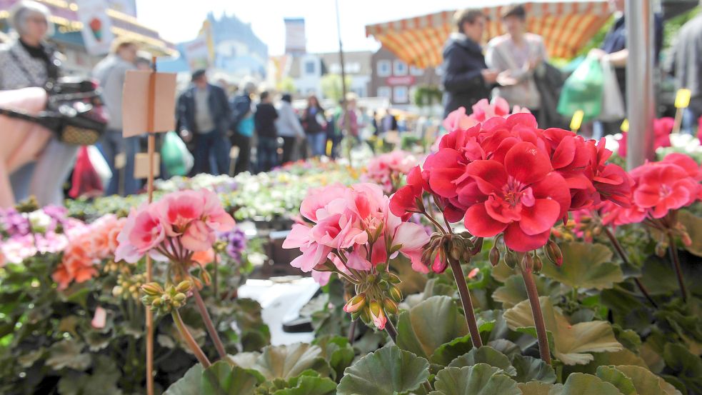 Bunt geht es auf dem Auricher Marktplatz beim Geranienmarkt zu – so wie hier im Jahr 2017. Foto: Stephan Friedrichs