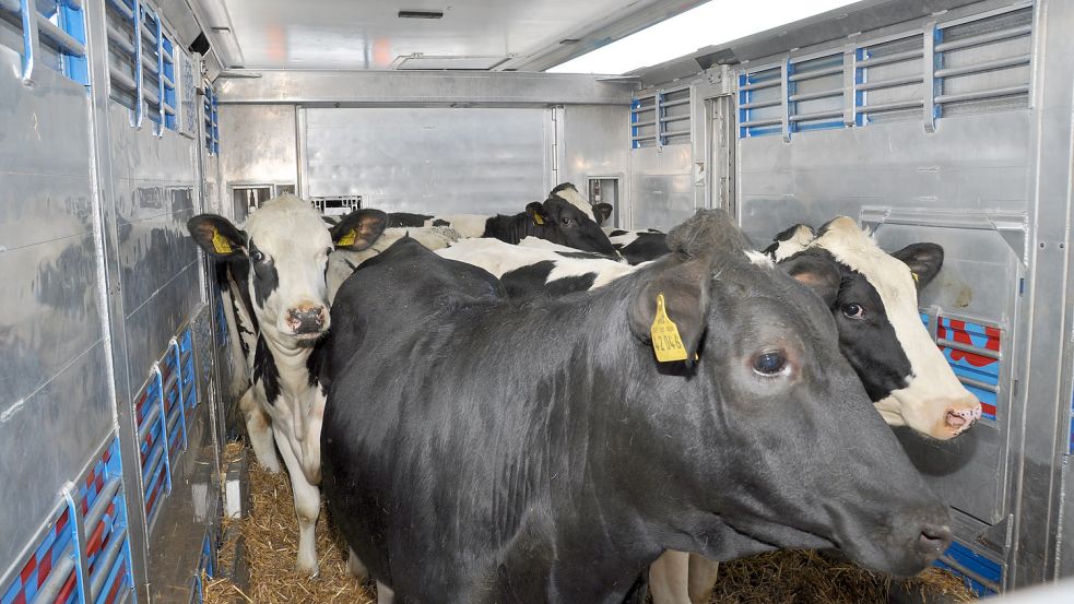 Der VOST führte im vergangenen Jahr vor, wie die Rinder auf den Transporten untergebracht sind. Foto: Kim Hüsing